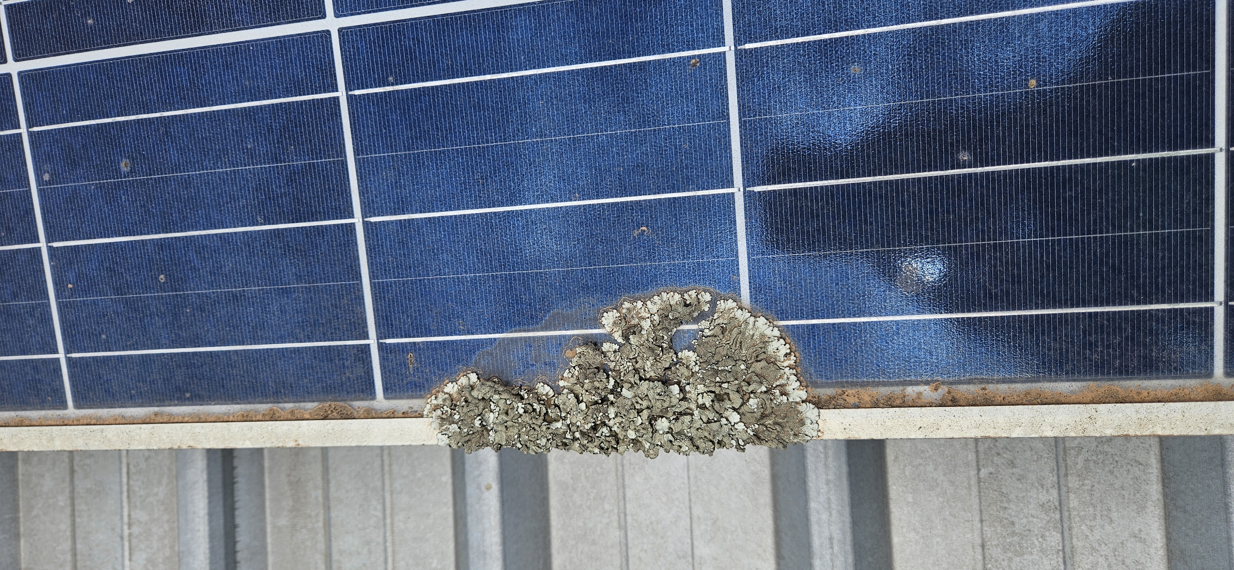 Photo of a solar panel with lichen growing over the panel near the top edge